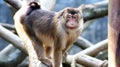 Sunda pig-tailed macaque, handsome monkey Royalty Free Stock Photo